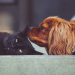 Thumbnail for Responsible Pet Ownership is the BEST Kind of Ownership
